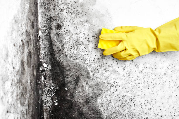 Best Mold Remediation Experts  in Versailles, OH
