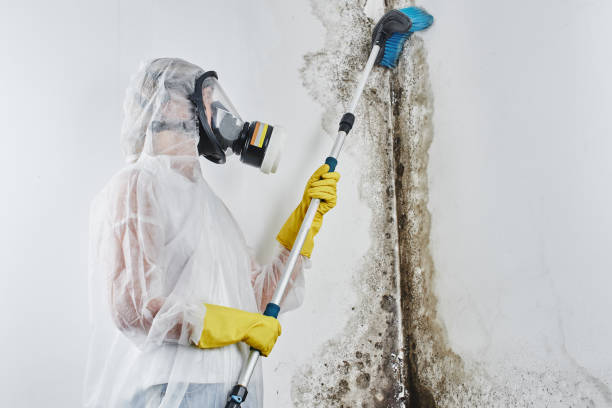 Best Residential Mold Removal  in Versailles, OH