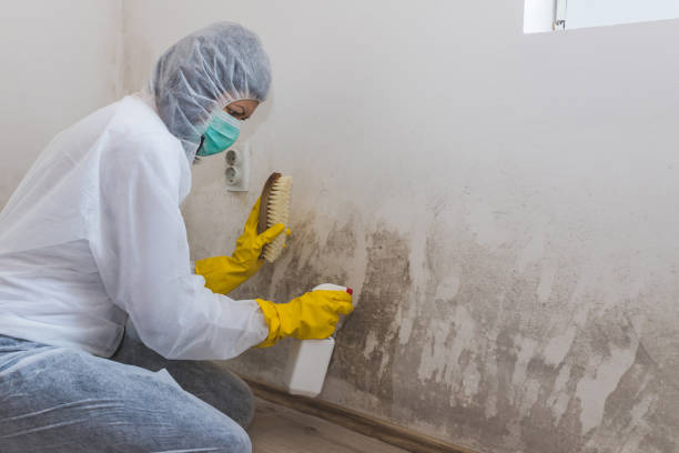 Best Mold Damage Repair  in Versailles, OH