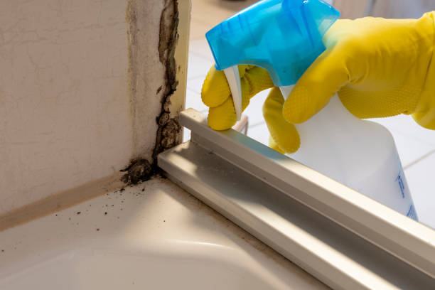 Best Crawl Space Mold Removal  in Versailles, OH