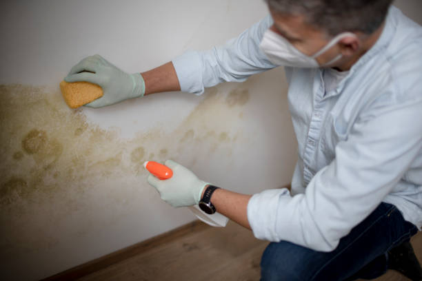 Best Mold Removal Company Near Me  in Versailles, OH