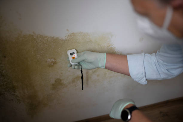Attic Mold Removal in Versailles, OH