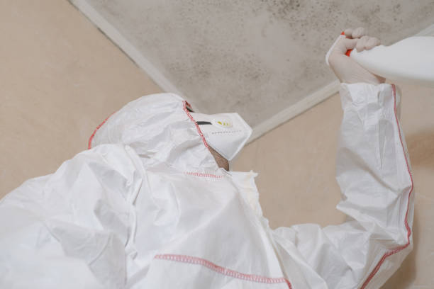 Best Fast Mold Removal  in Versailles, OH