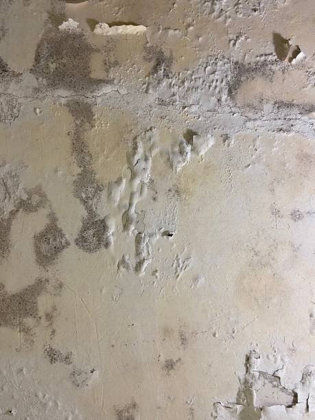 Best Commercial Mold Removal  in Versailles, OH