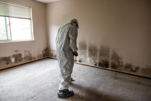 Home Mold Removal in Versailles, OH